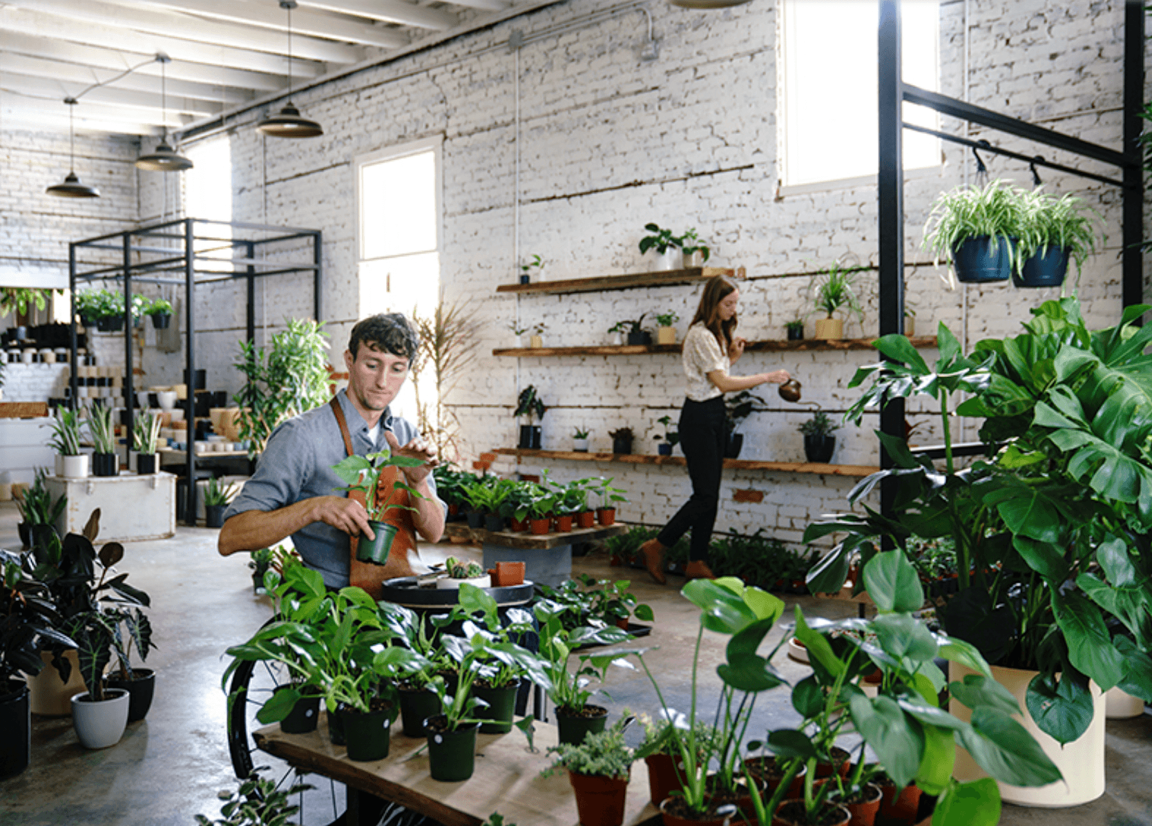 Stump Plants